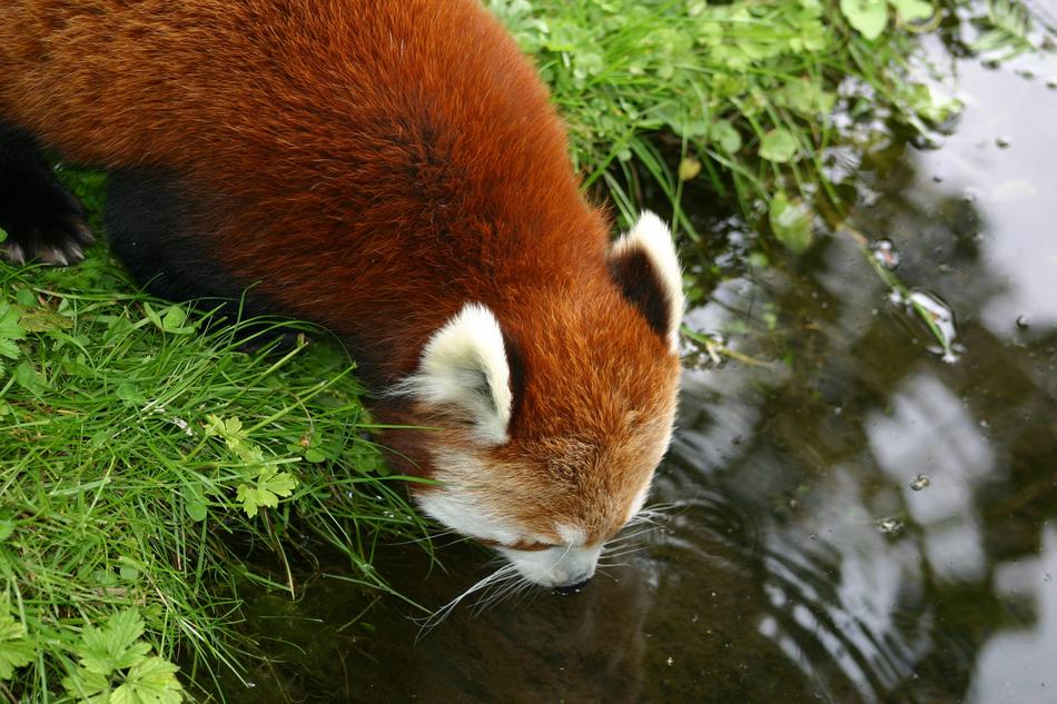 Redpanda Drinking