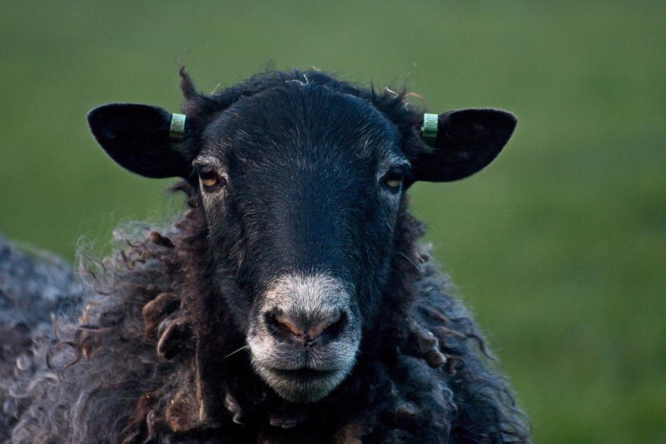 black sheep on a blurred background