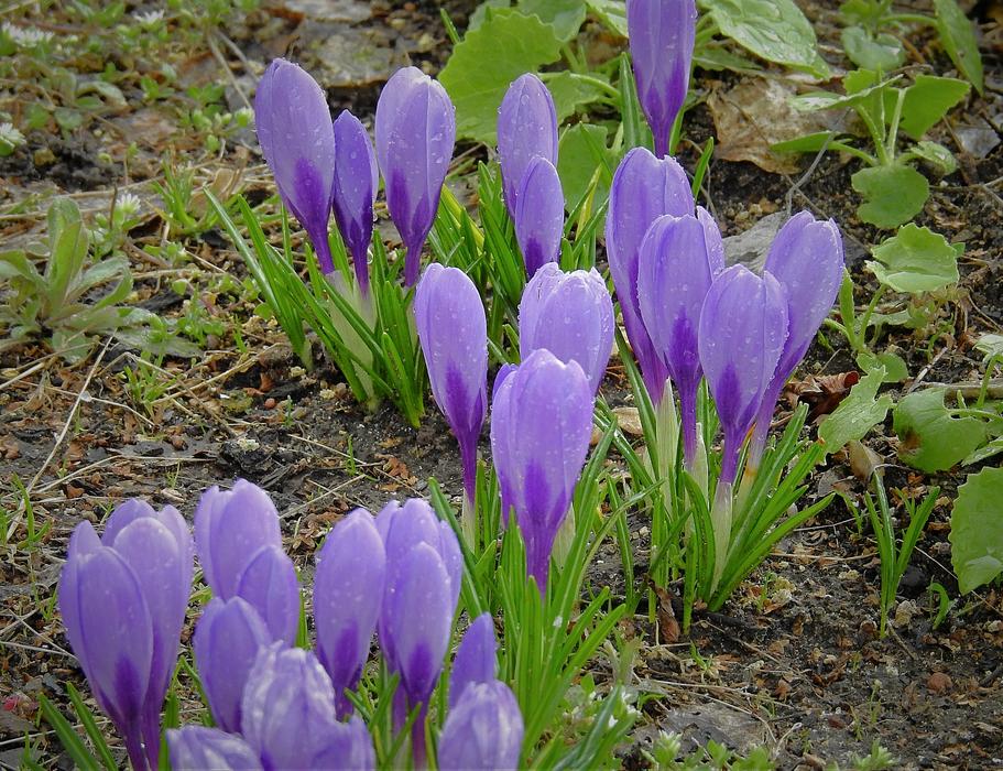 purple Crocus After The Rain Flowers