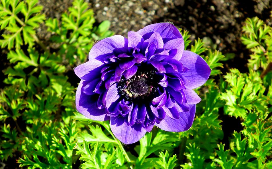 Beautiful, purple and blue anemone flower, among the green plants