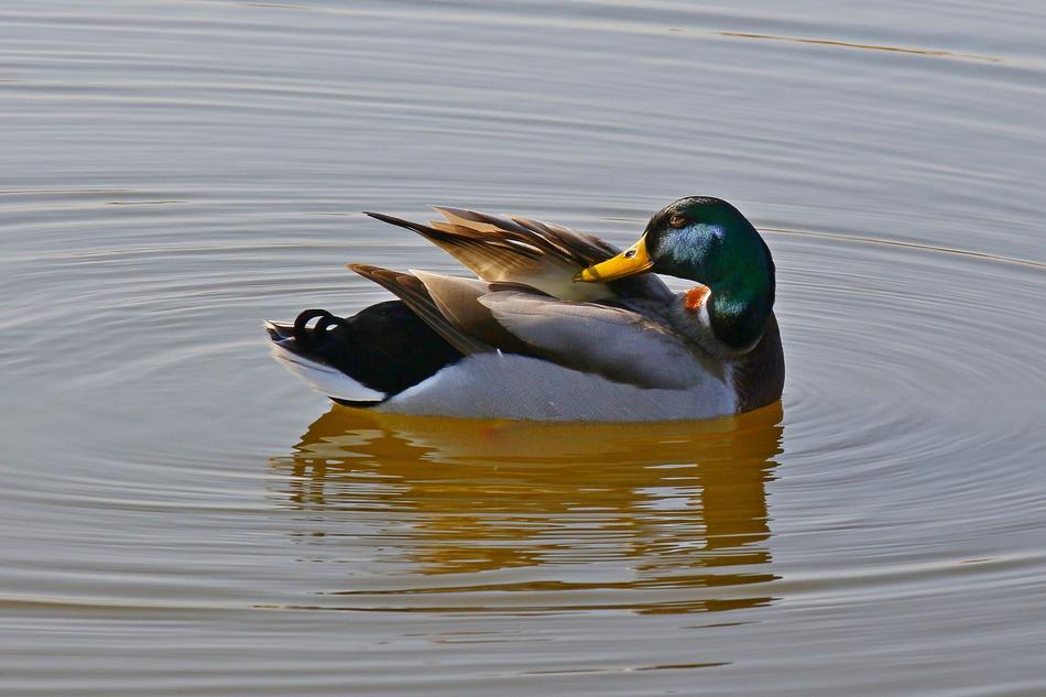 mallard cleans feathers in the pond
