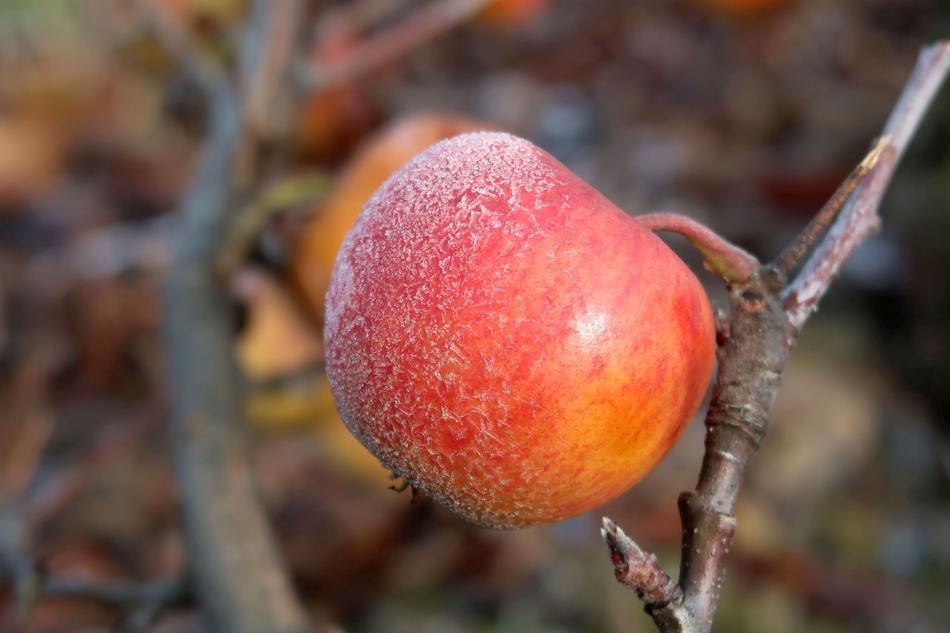 Apple Frozen at Winter