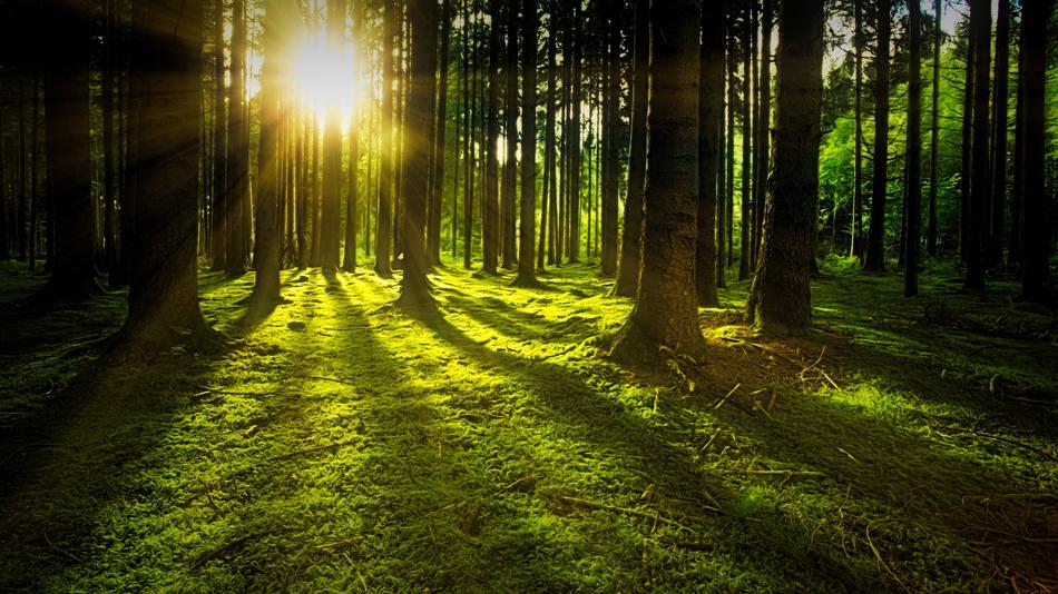 dawn at the edge of the forest