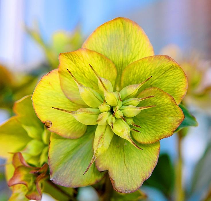 Christmas Rose on a blurred background