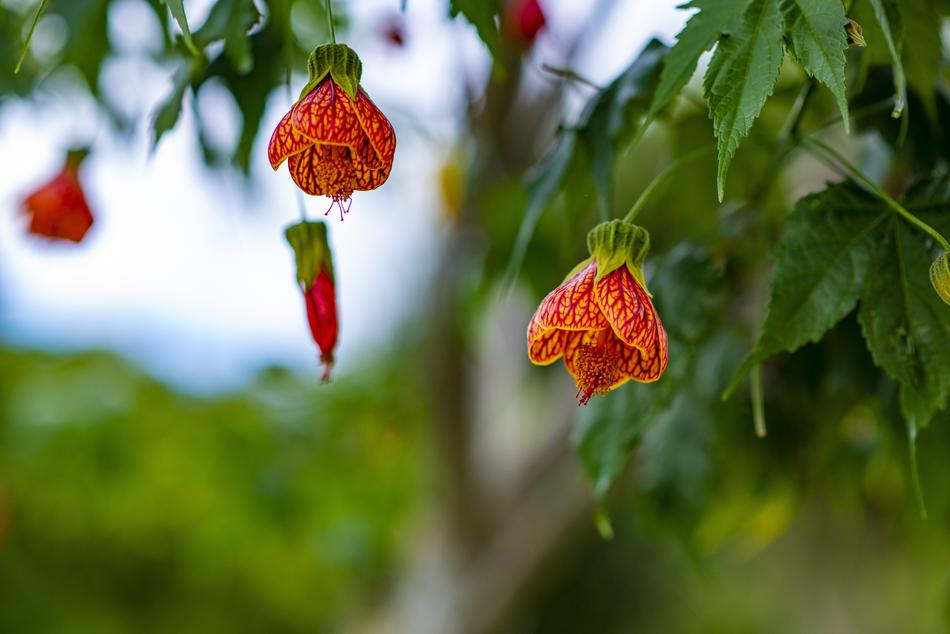 Beautiful, red, spotted flowers on the plant at blurred background