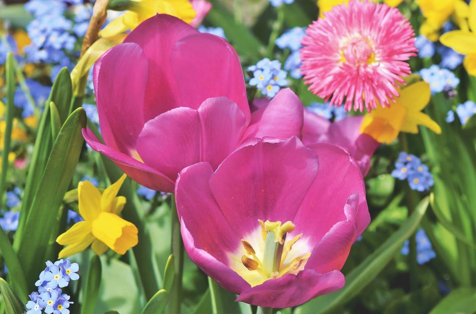 enchanting Tulpenbluete Bloom