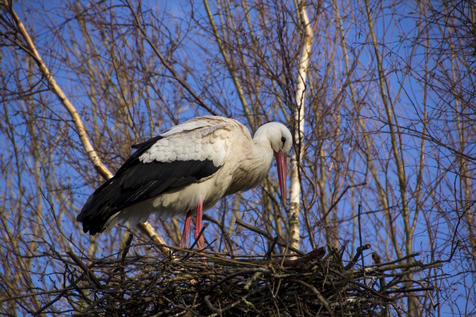 black and white stork in a nest on a birch