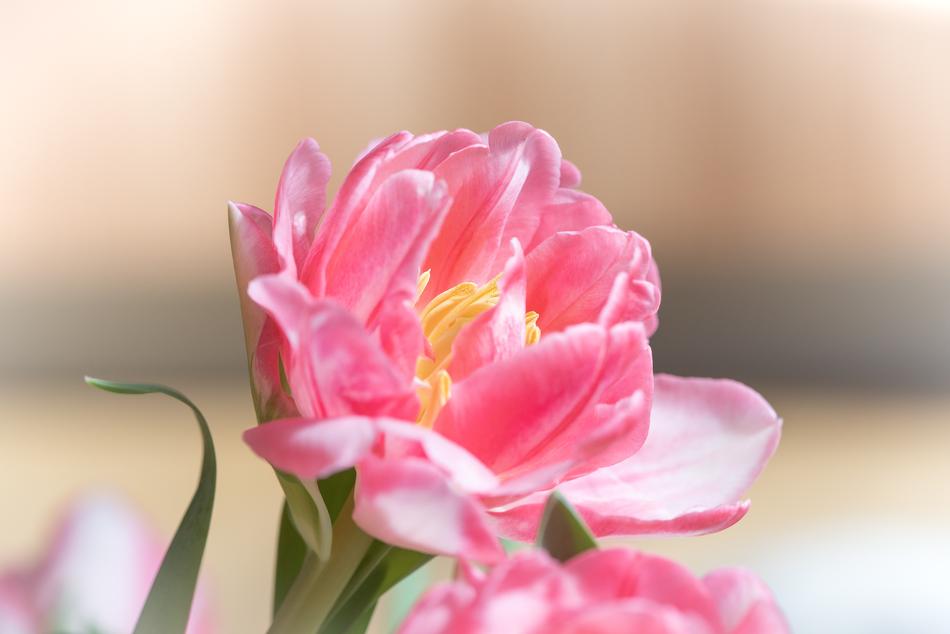 spring pink tulip