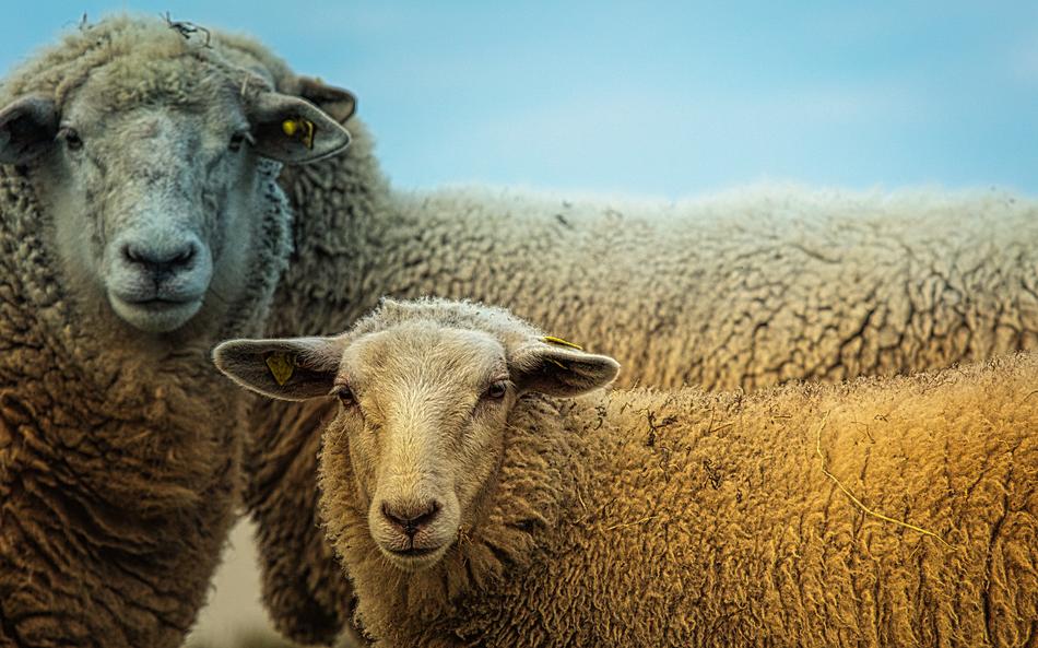 Portrait of the beautiful and cute sheeps in light