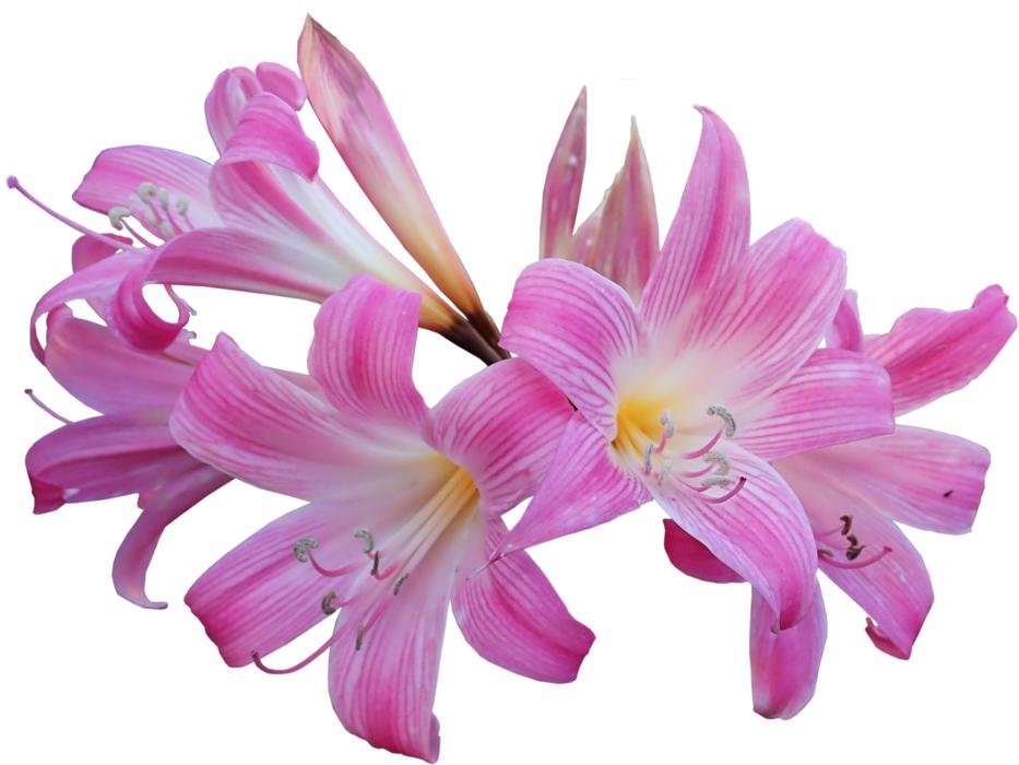 pink lily Belladonna