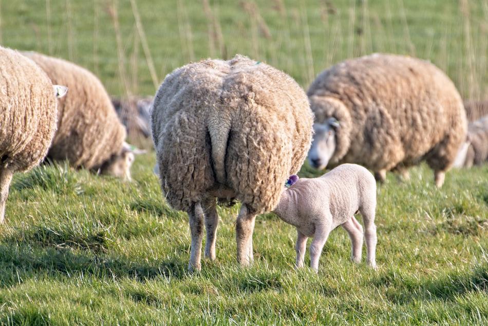 splendid Sheep Lamb