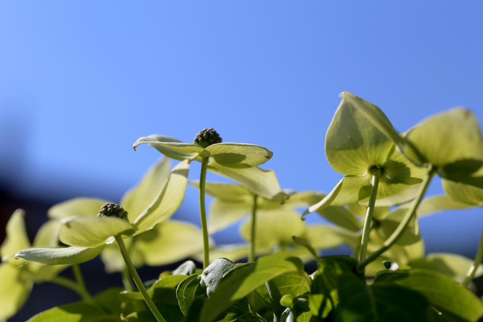 Close-up of the beautiful, green Cornus flowers, at blue sky on background
