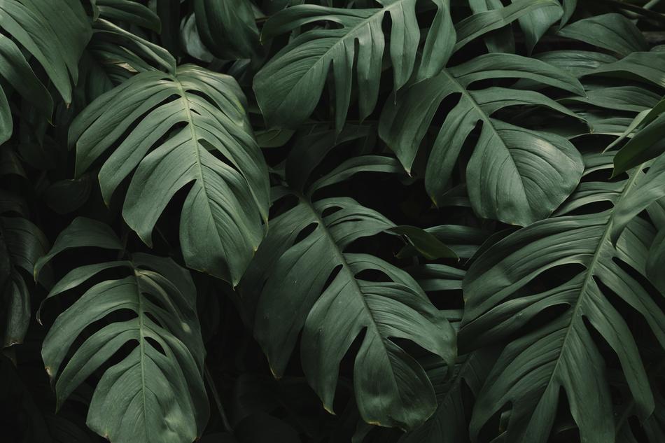 Swiss cheese plant leaves, Background