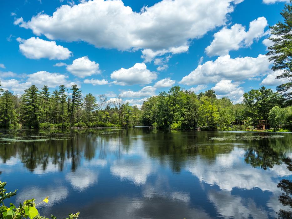 green trees on the lake under the sky