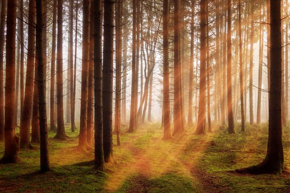 sun rays through the trees in the forest