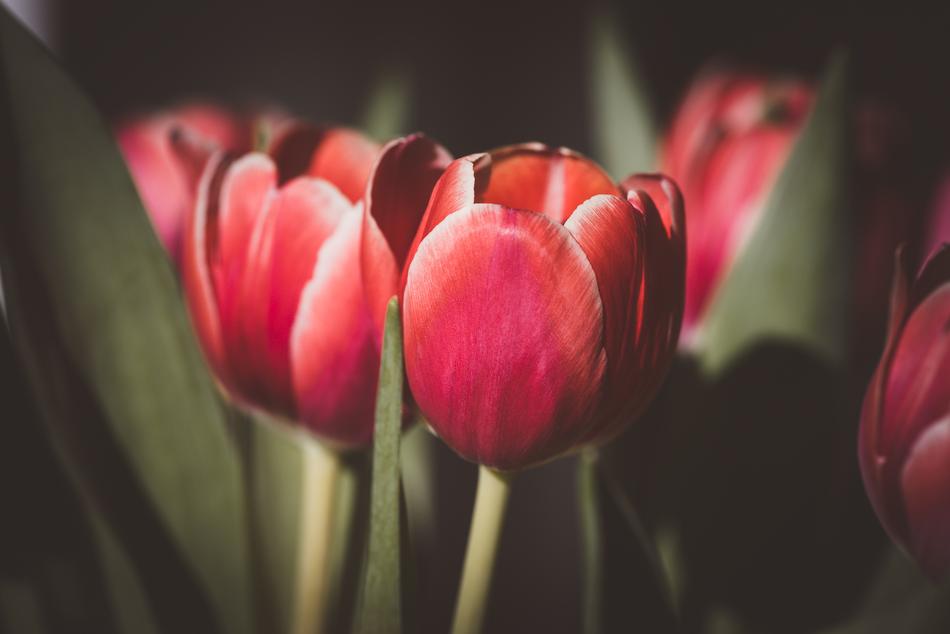 photo of red tulips in the sun