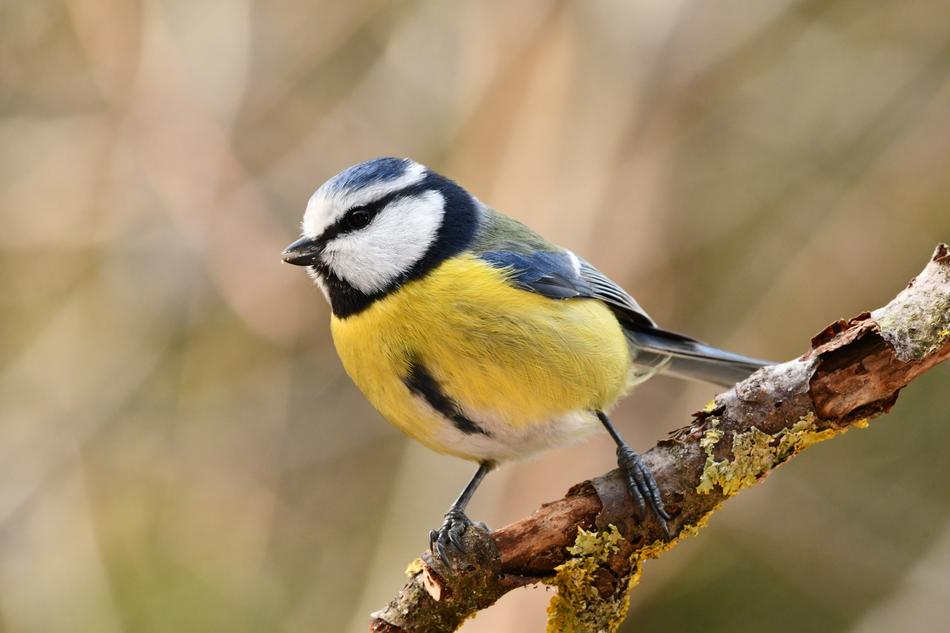 Bird Blue Tit