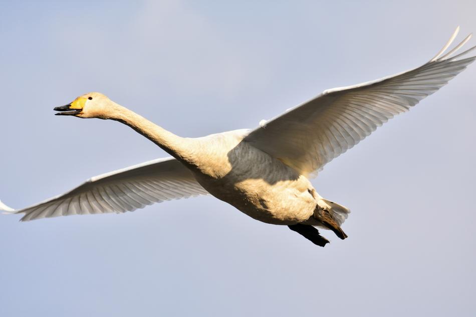 Beautiful and colorful, flying, wild bird in the sky, in sunlight