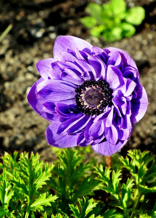 photo of one purple poppy