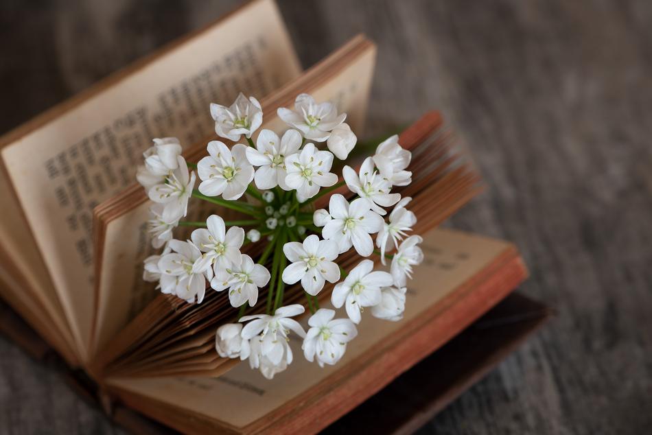 splendid Book Blossom
