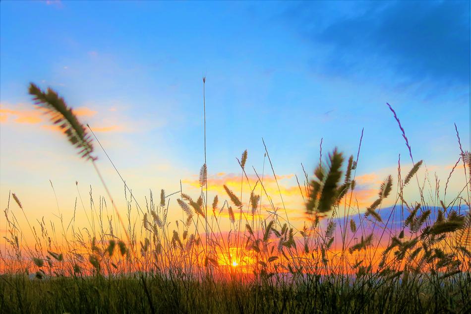silhouettes of grass in orange evening