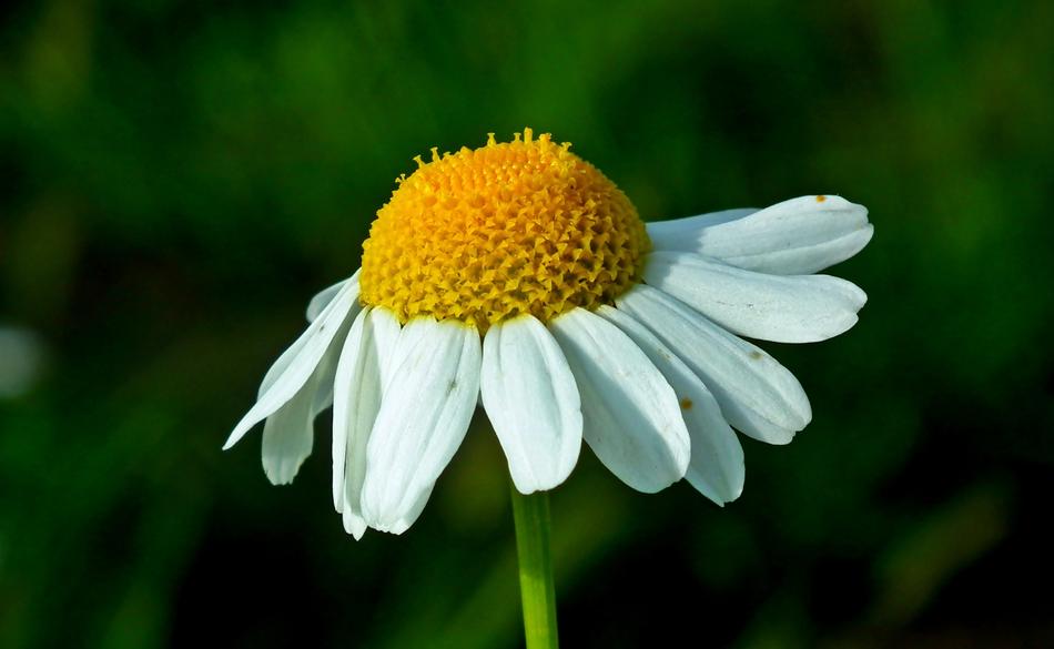 white chamomile with drooping petals