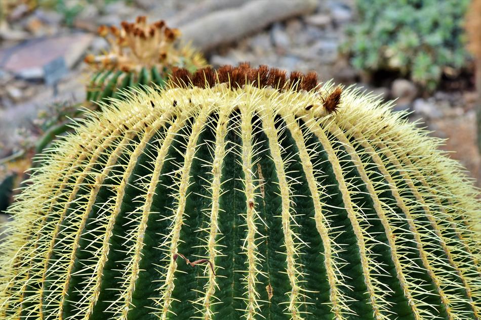 Cactus Mother In Law