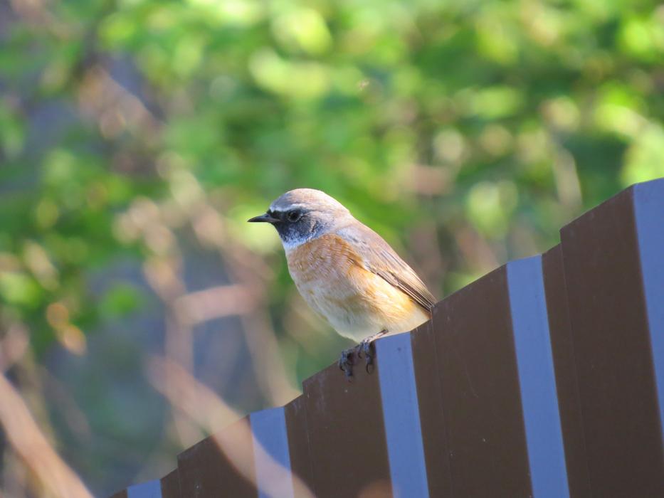 Colorful bird on the fence on blurred background