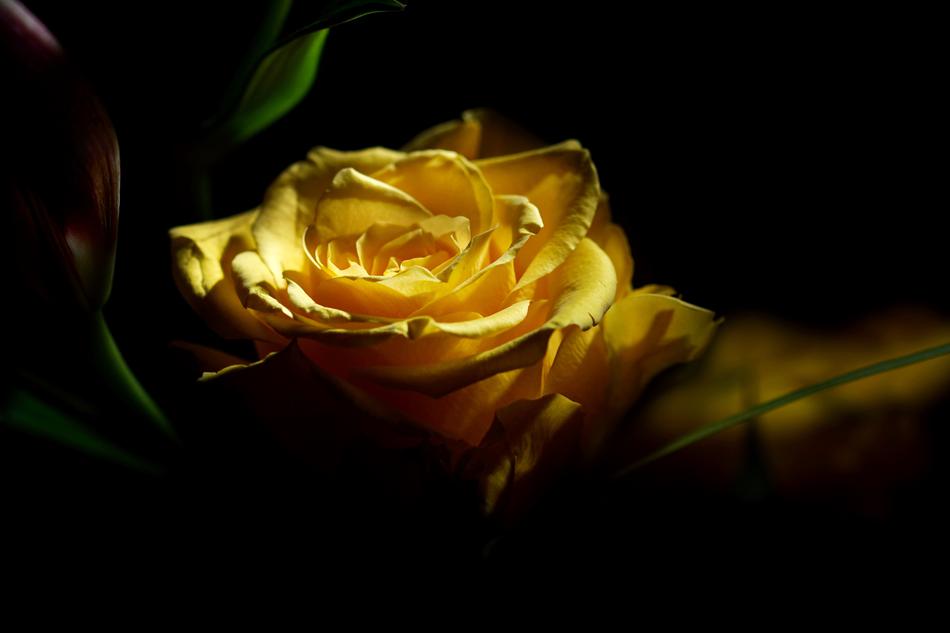 Rose, Yellow Blossom at darkness