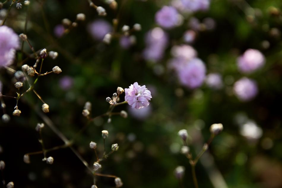 wonderful Background Flowers