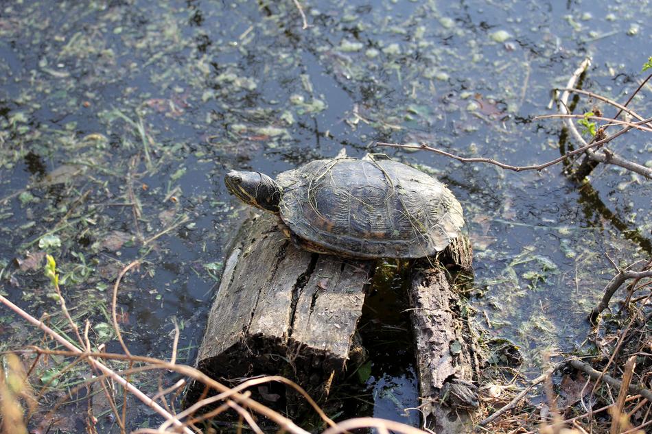 Korytnacka Turtle Animal