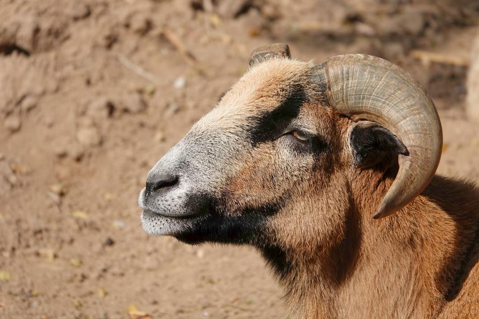 ram head close up