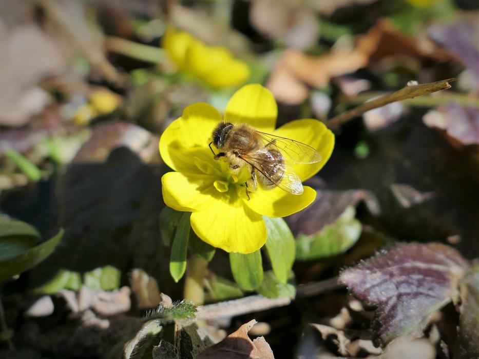 incredible Bee Honey