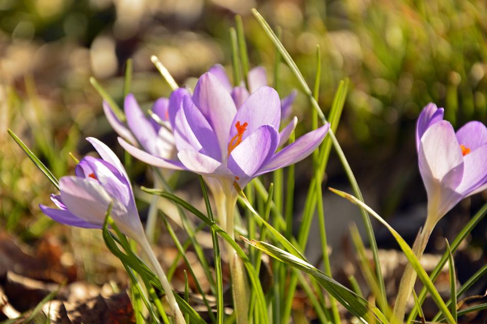 Crocus FrÃ¼hlingsblÃ¼her Violet flower
