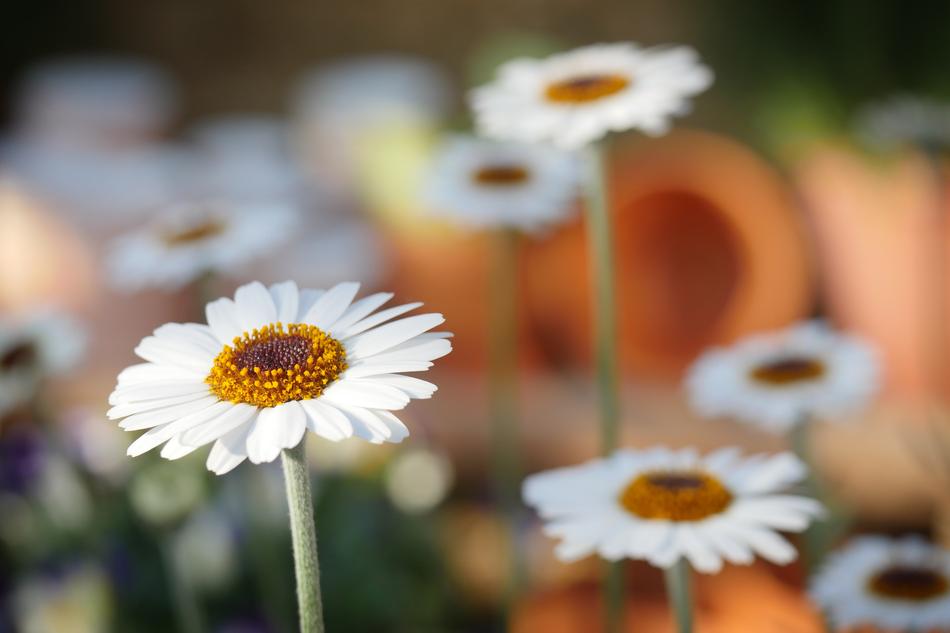 macro photo of white daisies in the garden