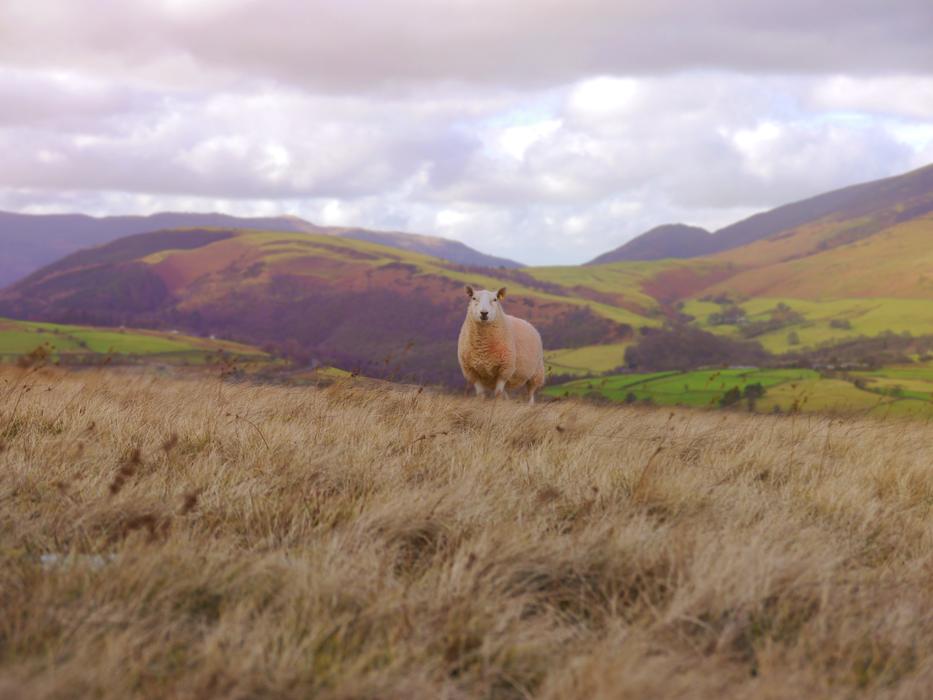 excellent Sheep Grass