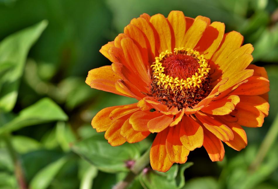 Zinnia Blossoms among the green plants