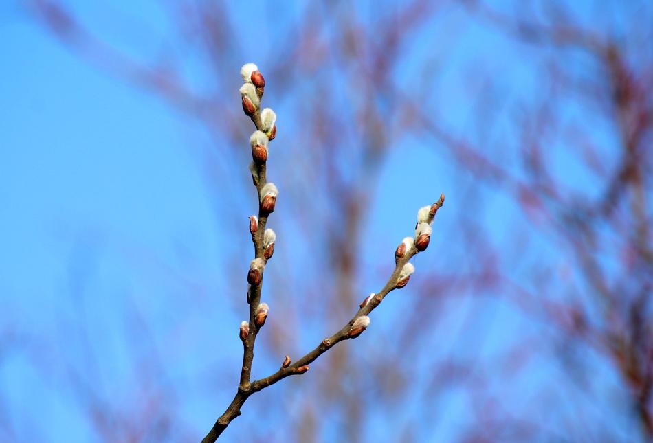 closeup view of willow branch against the blue sky