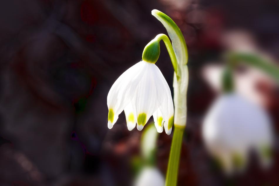 unusually beautiful Snowflake