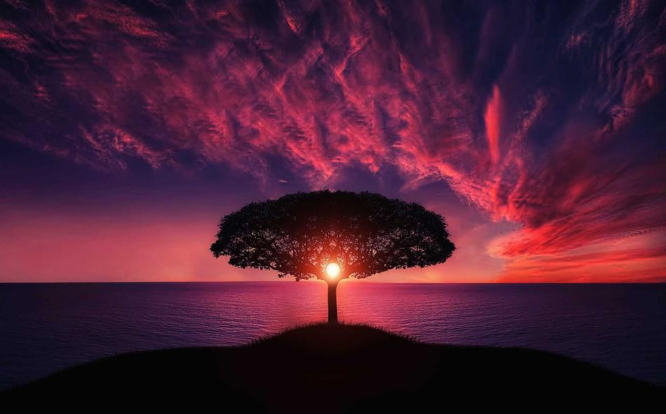 Beautiful tree on the shore, at colorful, gradient sunset with the clouds