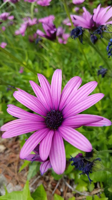 closeup photo of lush purple garden flowers
