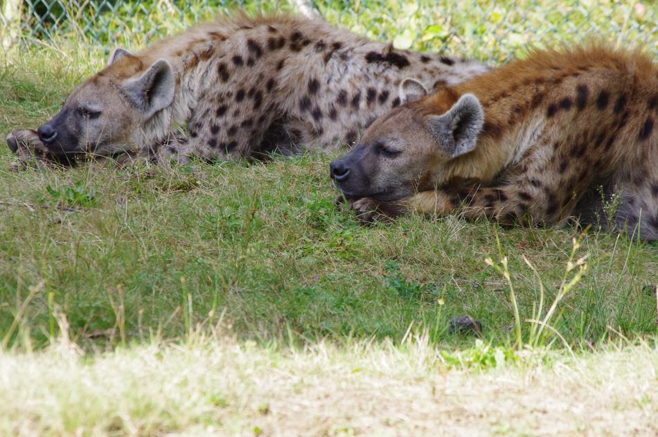 sleeping hyenas on the grass