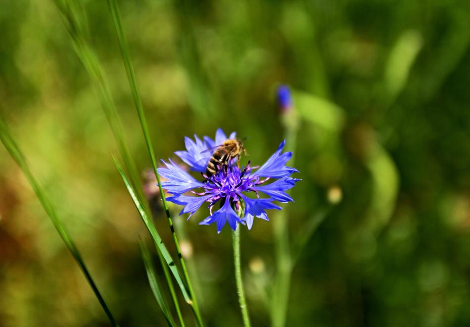 Cornflower Nature Bee