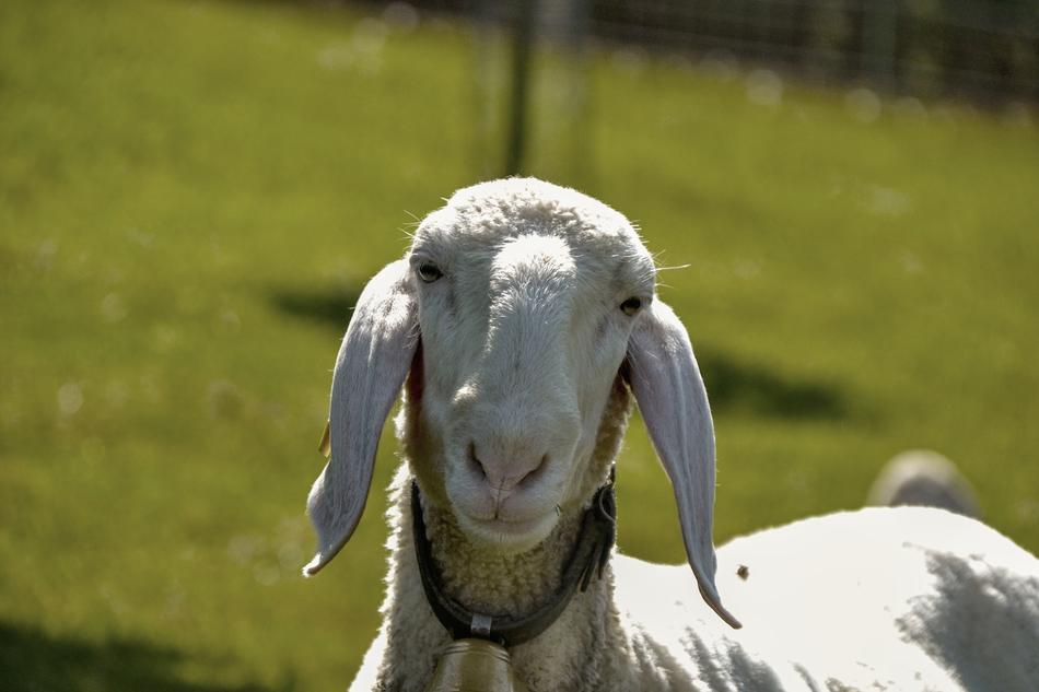 photo of a white sheep with long ears