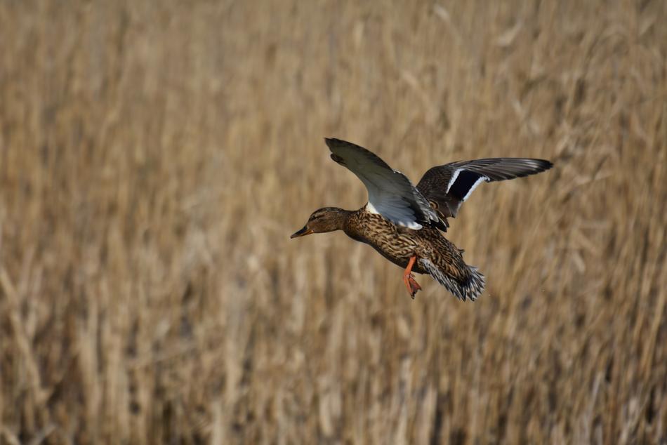 brown duck over the reeds in a blurry background