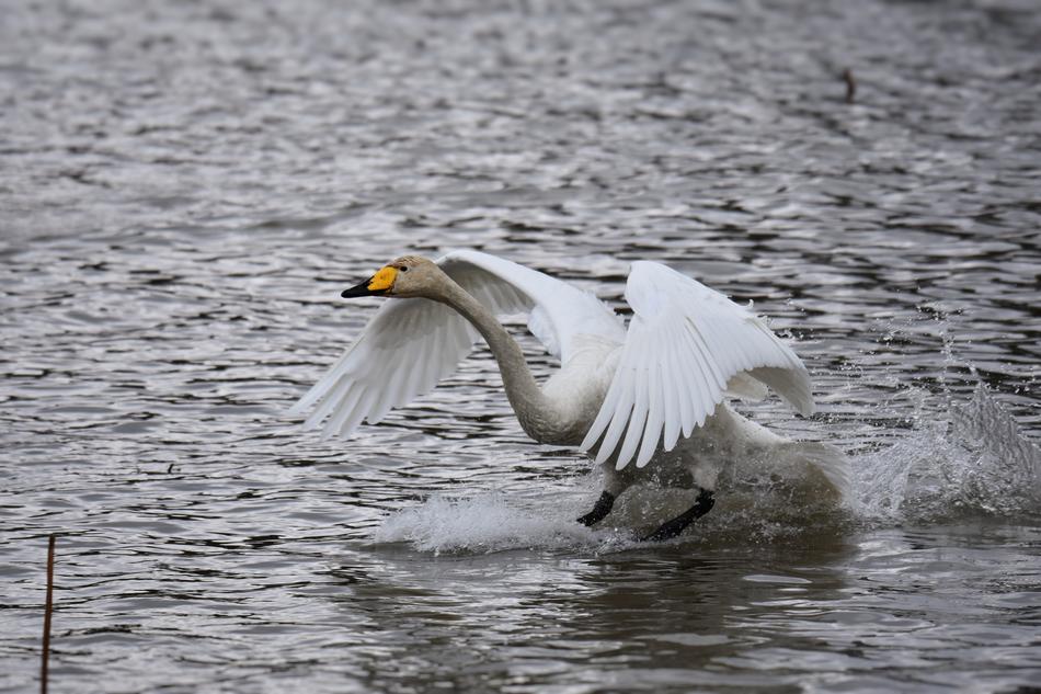 white bird on the water on a cloudy day