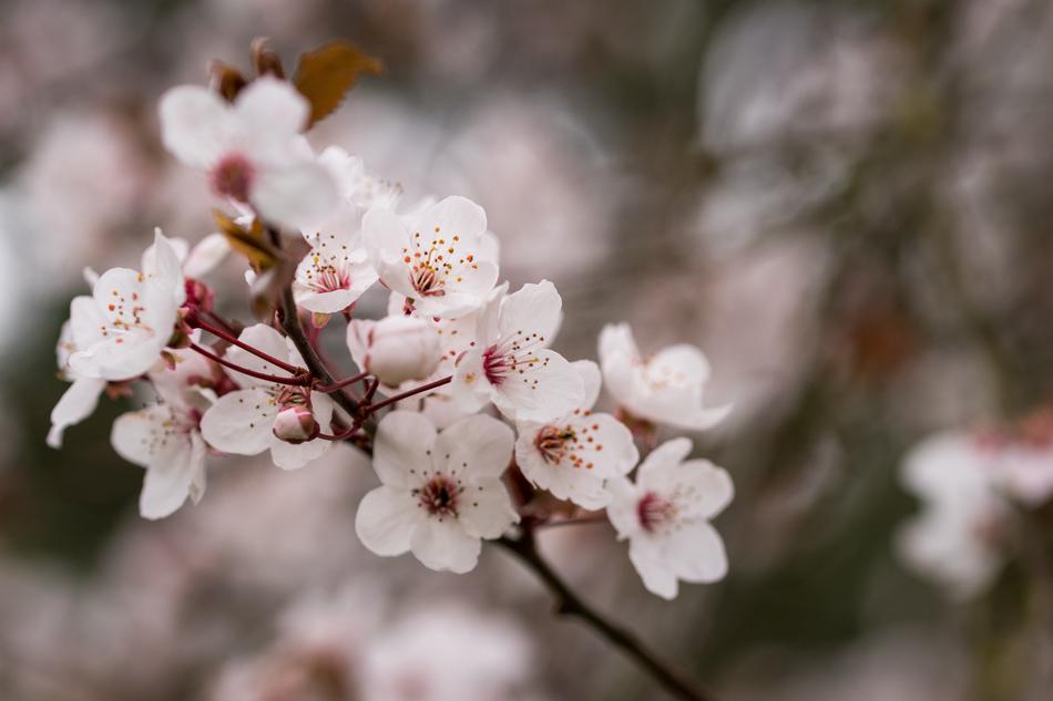 white flower garden in Japan