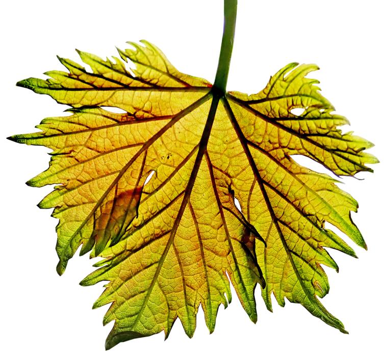 Yellow leaf of grapes on a white background