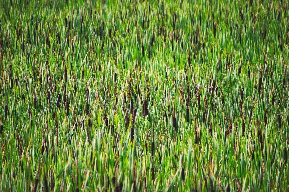 Close-up of the beautiful, green and yellow reed in the pond