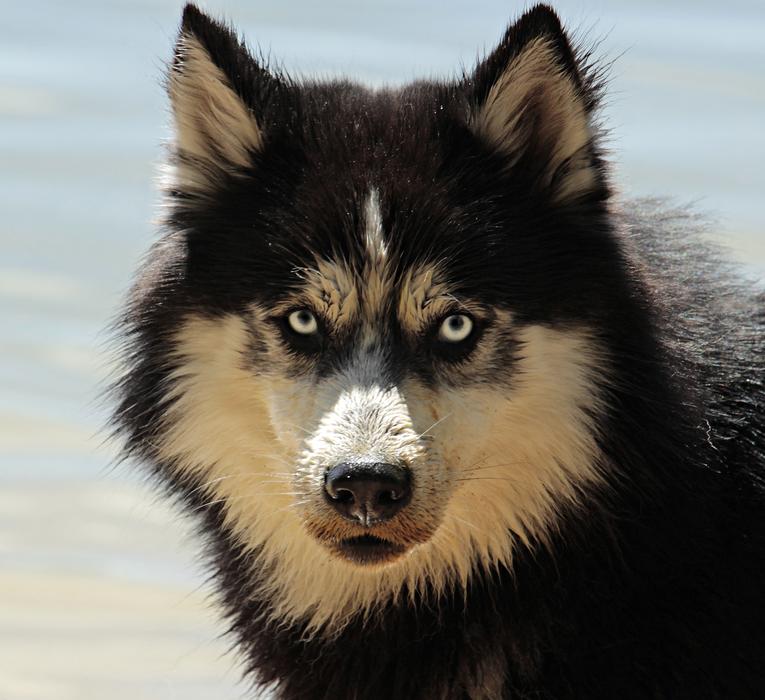 incredible Husky Dog